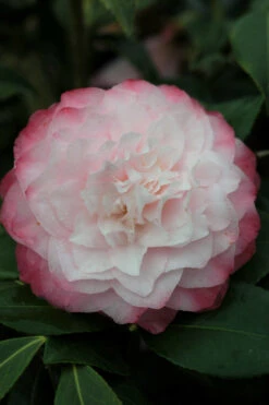 Camélia 'nuccio's Pearl' - 4l