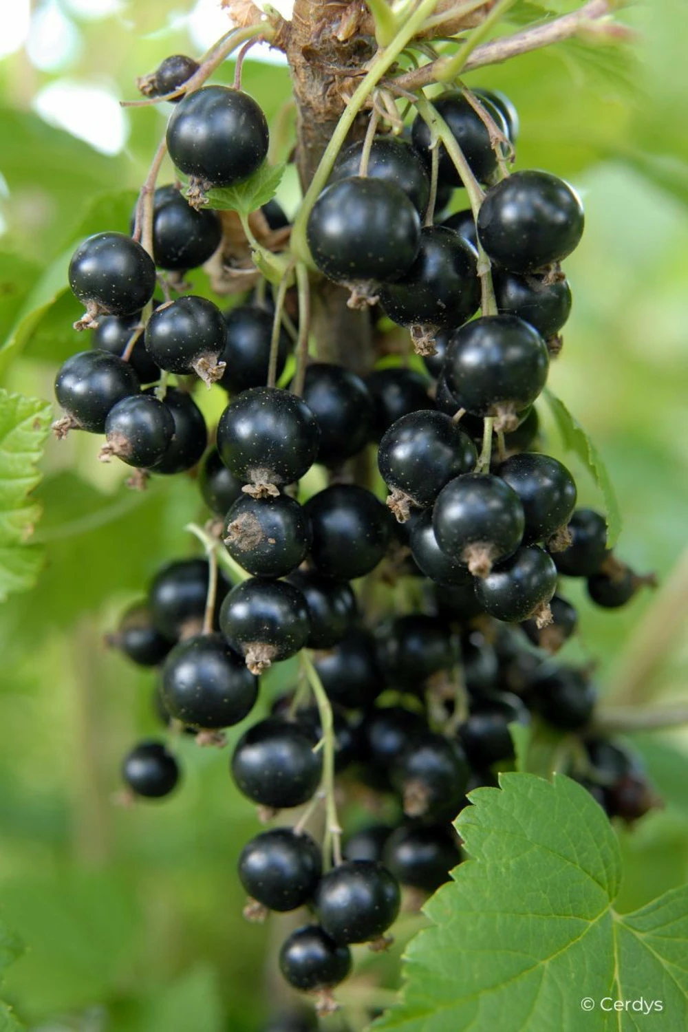 Cassis 'andega' - 1,5l