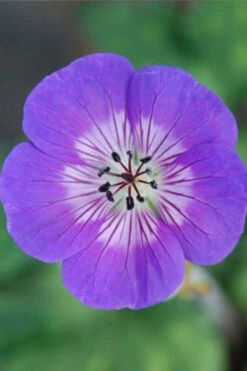 Géranium Vivace 'sweet Heidy' - 3l