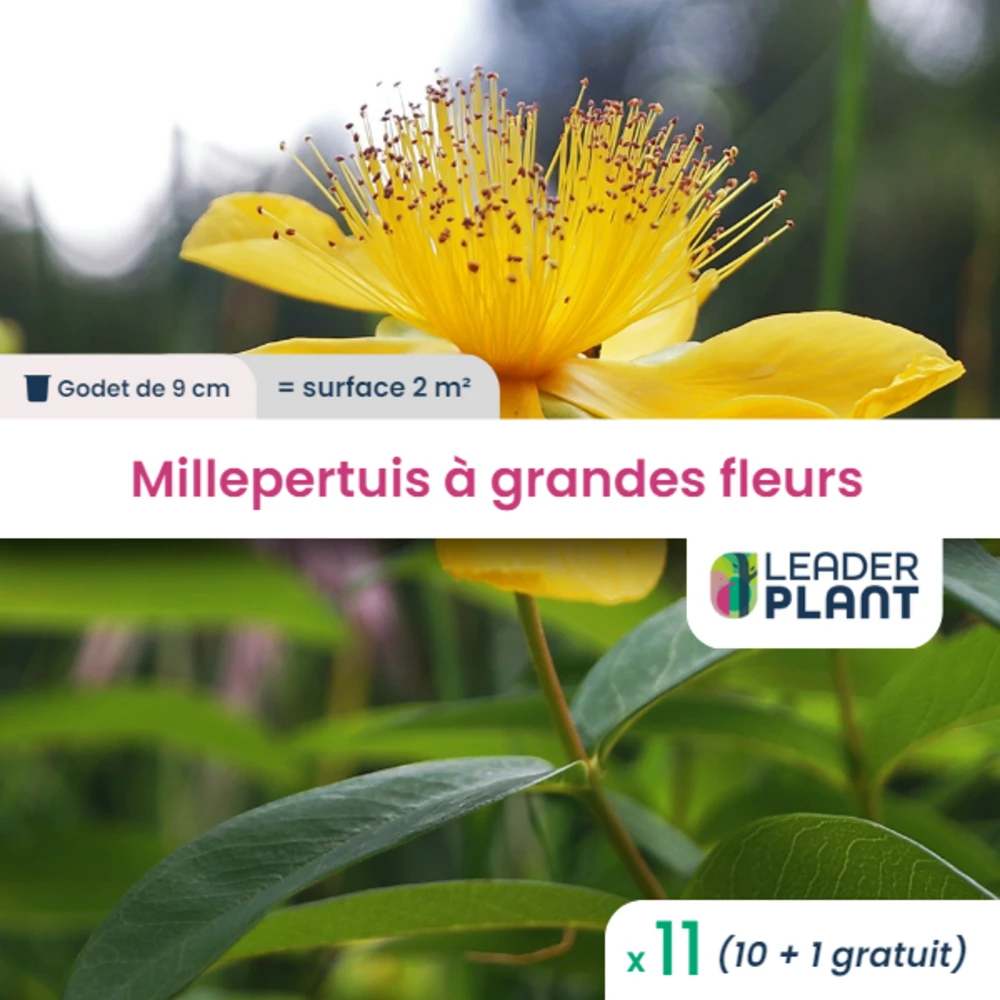11 X Millepertuis Couvre-sol à Grandes Fleurs En Godet