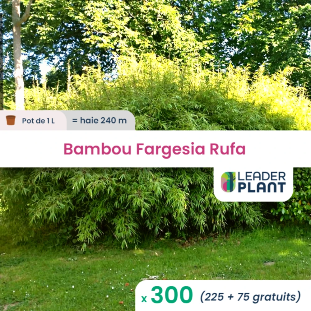 300 X Bambou Fargesia Rufa En Pot De 1 L