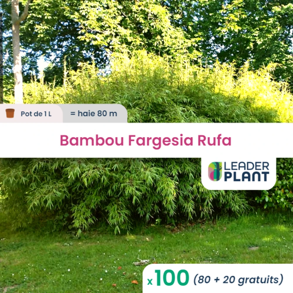 100 X Bambou Fargesia Rufa En Pot De 1 L