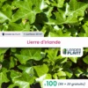 100 X Lierre D'irlande En Godet