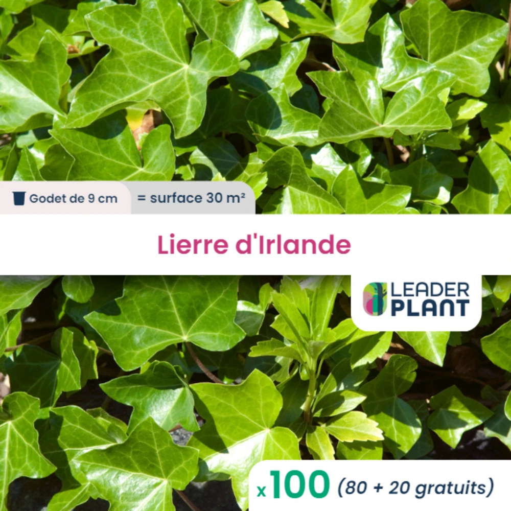 100 X Lierre D'irlande En Godet