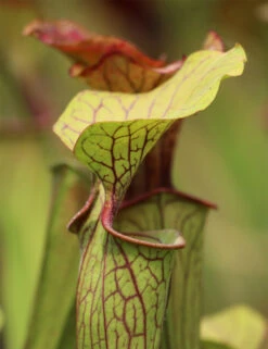 Sarracenia Oreophila 'sand Mountain' Caractéristique - Pot 12 Cm