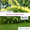 11 X Bambou Fargesia Rufa En Pot De 5 L
