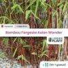 11 X Bambou Fargesia Asian Wonder En Pot De 10 L