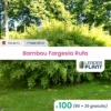 100 X Bambou Fargesia Rufa En Pot De 5 L