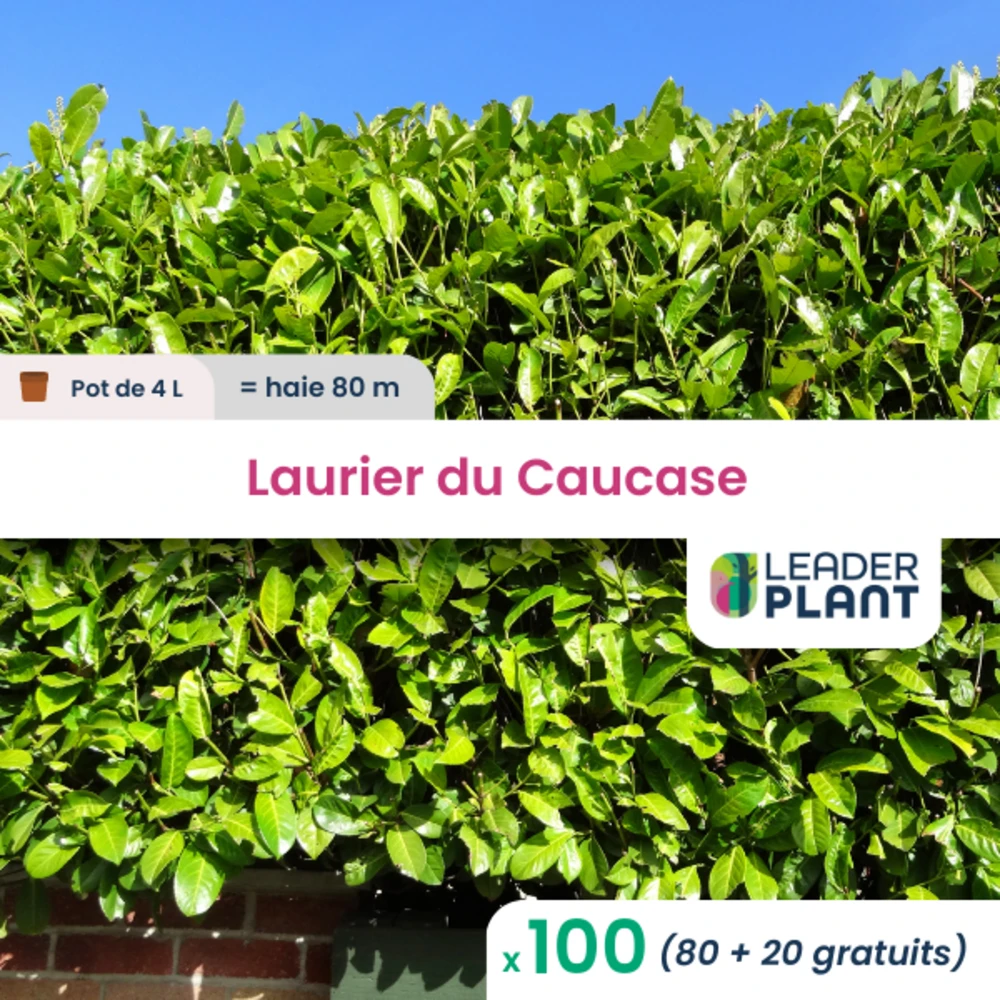 100 X Laurier Du Caucase En Pot De 4 L