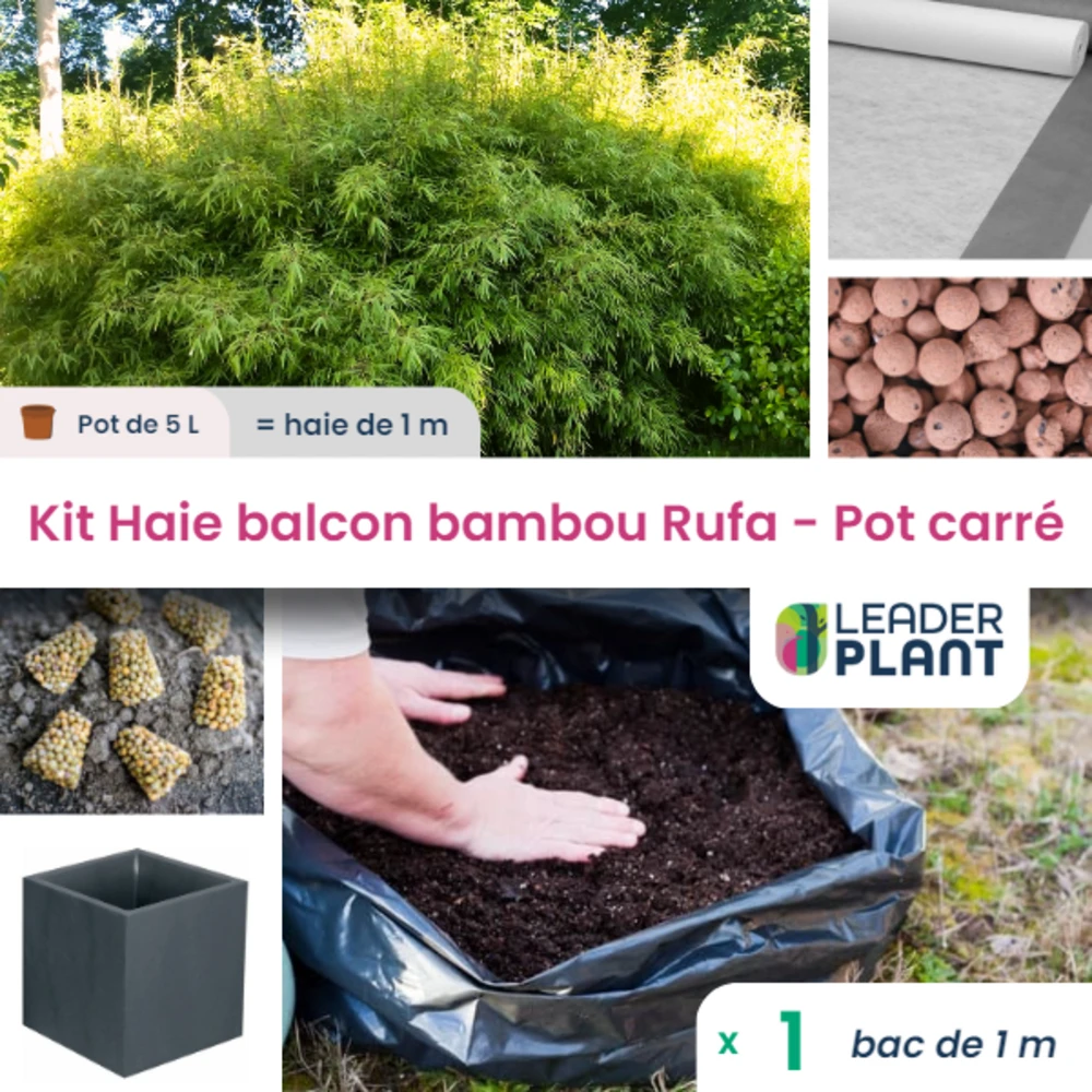 Kit Bambou Rufa En Pot De 5 L Avec Bac Pour Balcon – Image 2