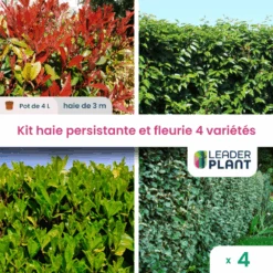 Kit Haie Persistante Et Fleurie - 4 Variétés - Lot De 4 Plants En Pot De 4 L