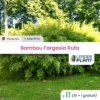 11 X Bambou Fargesia Rufa En Pot De 10 L