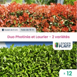 Duo Photinias Rouge Et Lauriers Verts – 2 Variétés – Lot De 12 Plants En Godet