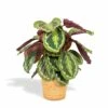 Calathea Médaillon Et Son Panier Naturel - H65cm, ø19cm - Plante D'intérieur