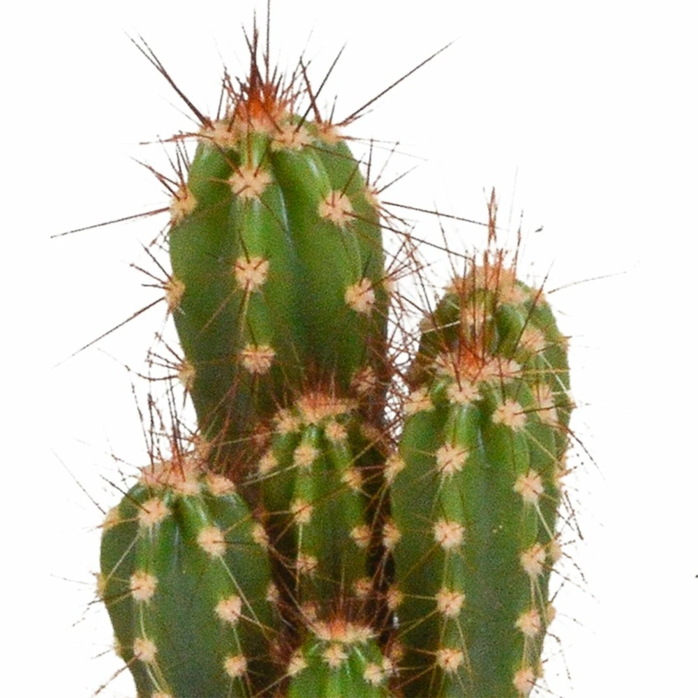 Cactus, Box De 5 Plantes - H8cm, ø5,5cm - Plantes D'intérieur – Image 4