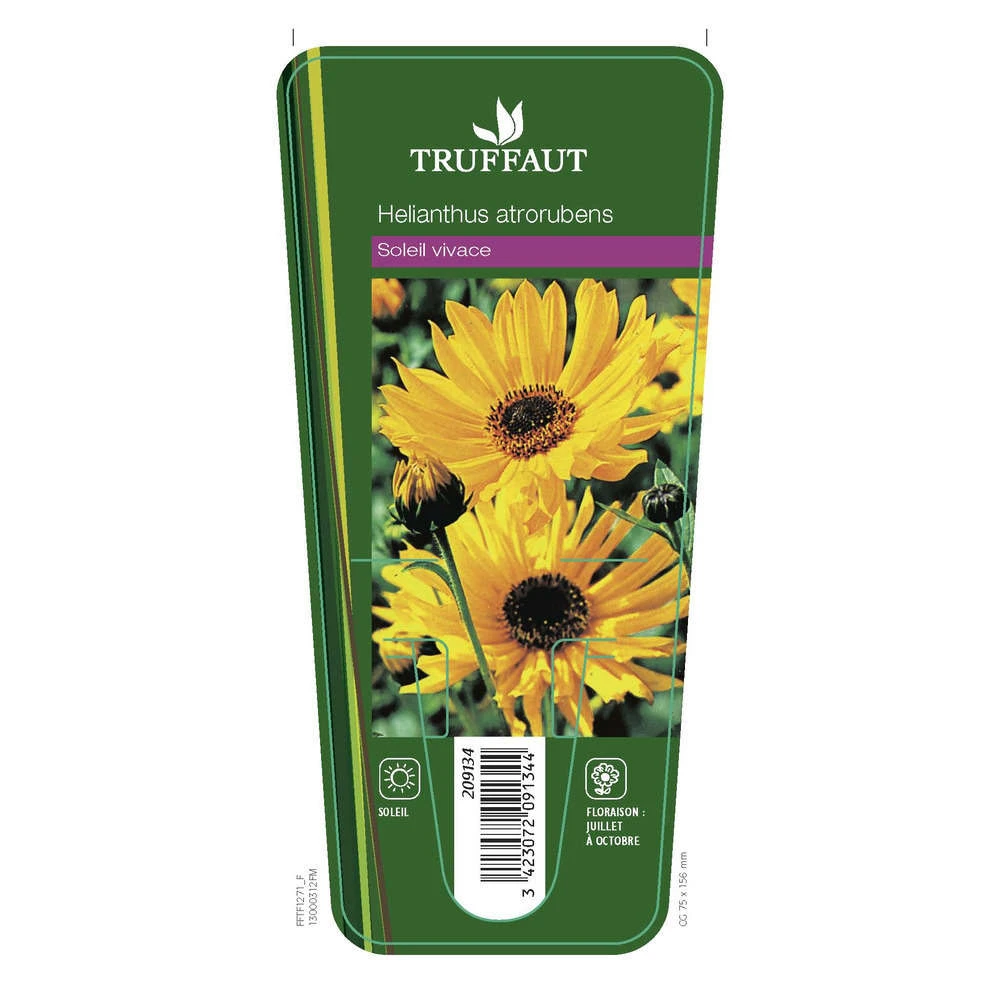 Soleil Vivace : Lot De 3 Godets – Image 4