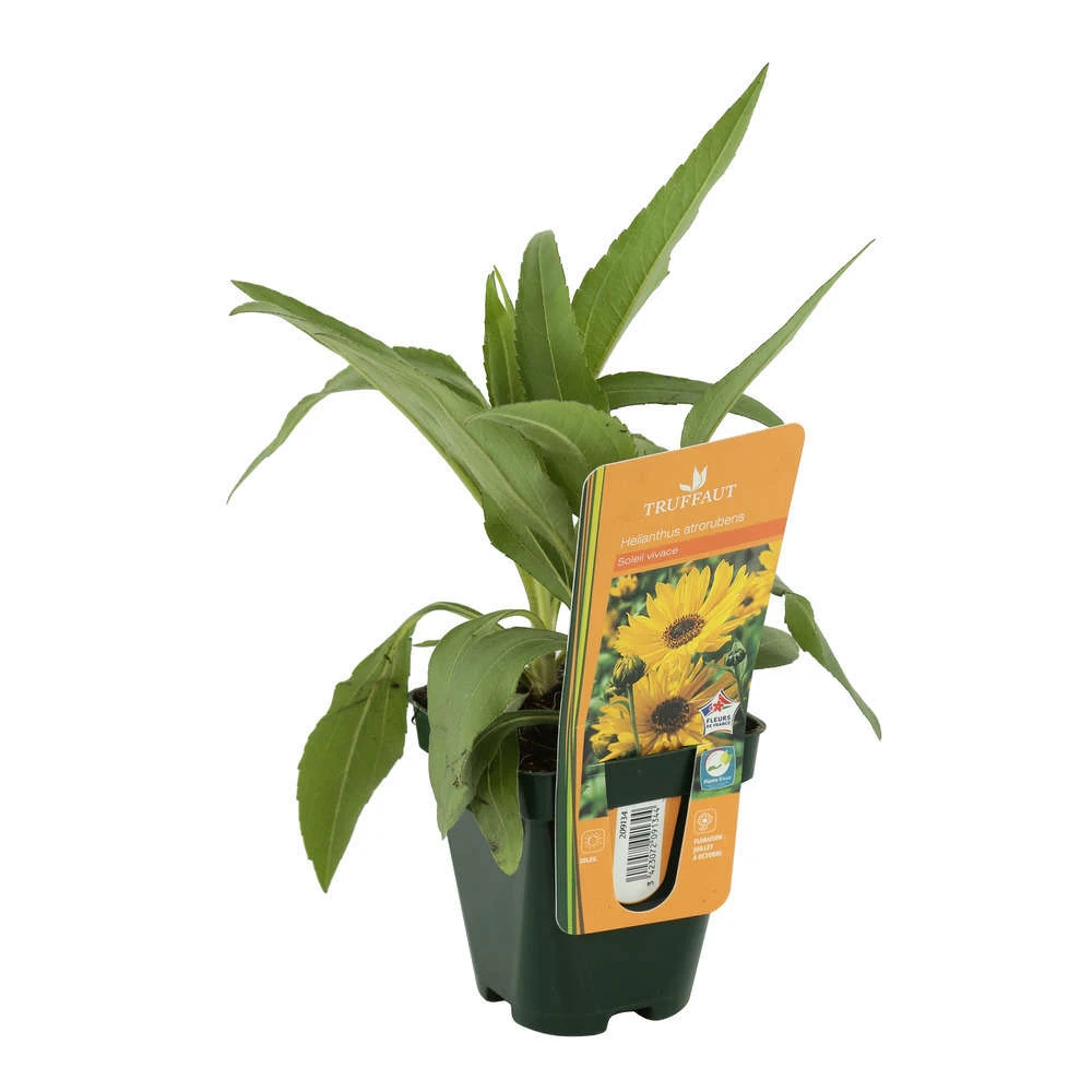 Soleil Vivace : Lot De 3 Godets – Image 3