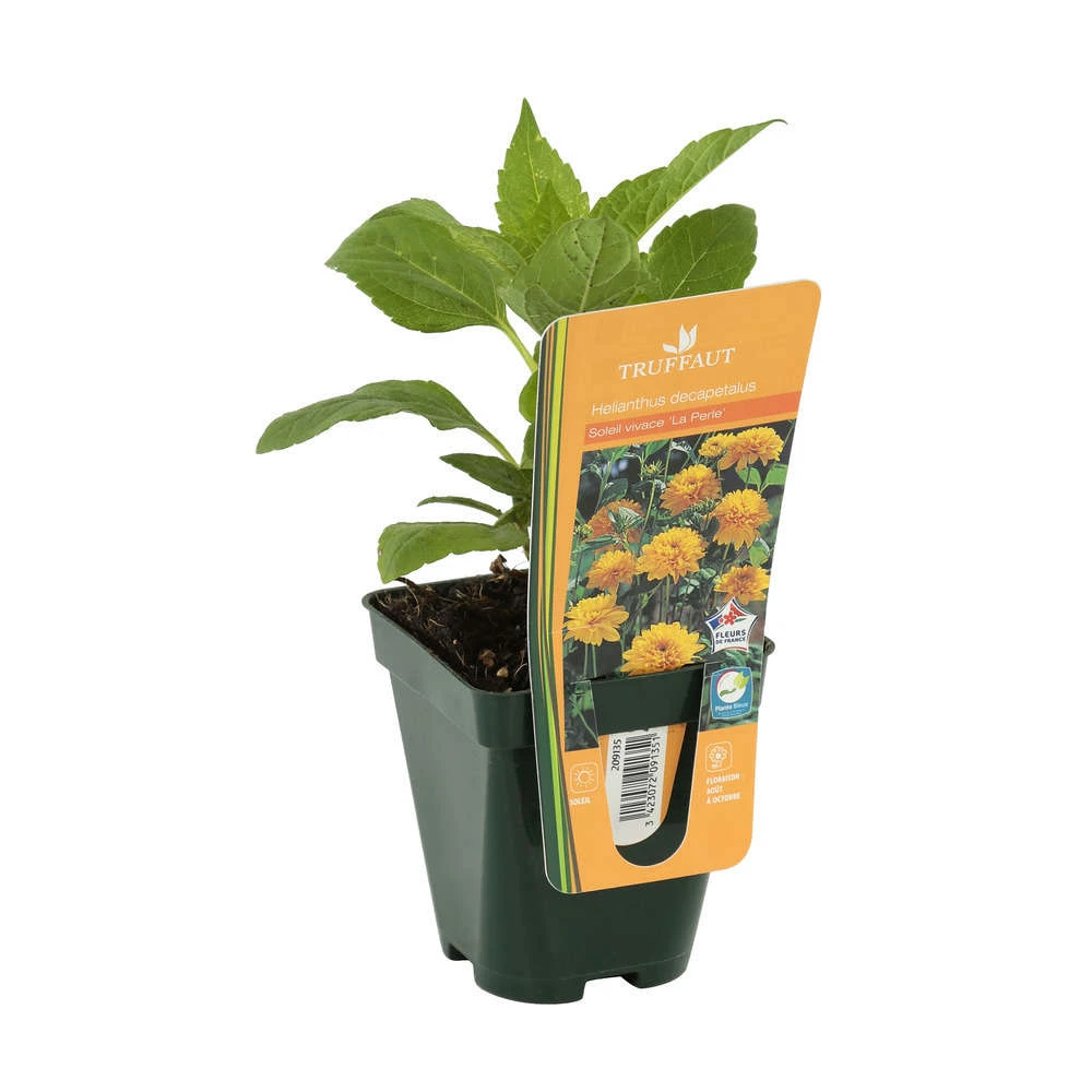 Soleil Vivace : Lot De 3 Godets – Image 2