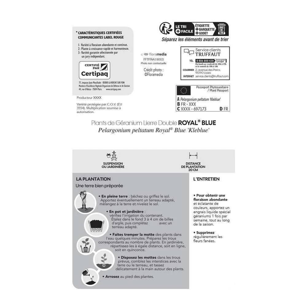 Géranium Lierre Double 'Royal® Blue' Label Rouge : 10 Plants – Image 4