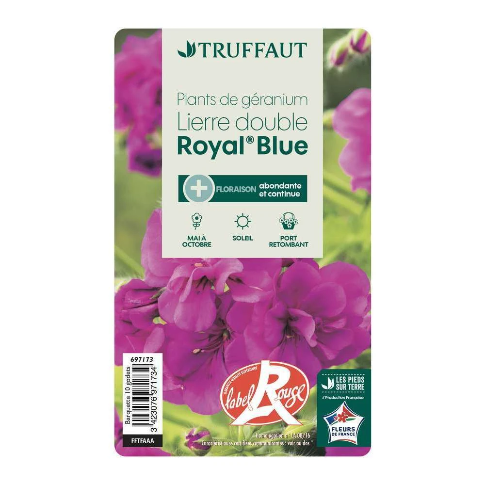 Géranium Lierre Double 'Royal® Blue' Label Rouge : 10 Plants – Image 3