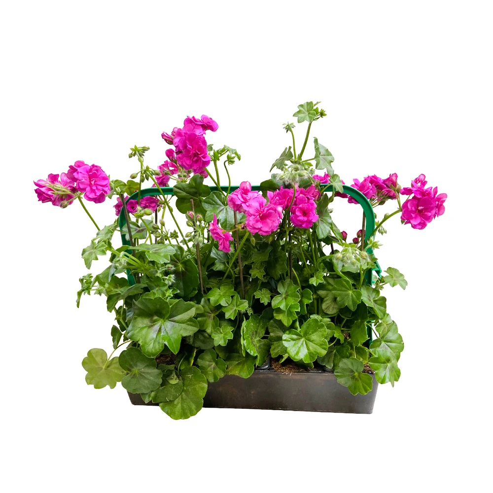 Géranium Lierre Double 'Royal® Blue' Label Rouge : 10 Plants – Image 2