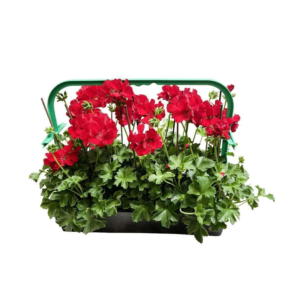 Géranium Lierre Double 'Marcada® Dark Red' Label Rouge : 10 Plants – Image 2