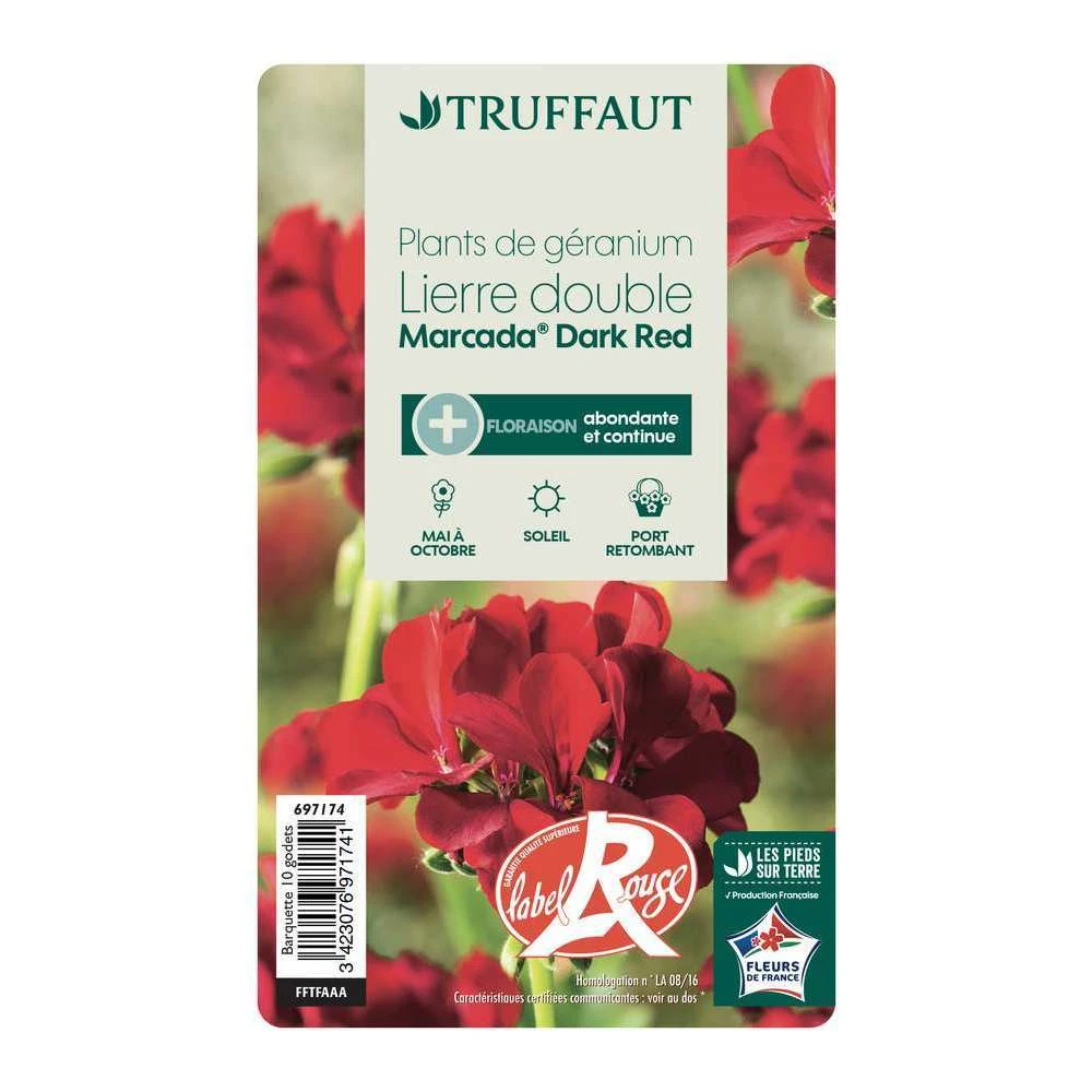 Géranium Lierre Double 'Marcada® Dark Red' Label Rouge : 10 Plants – Image 3