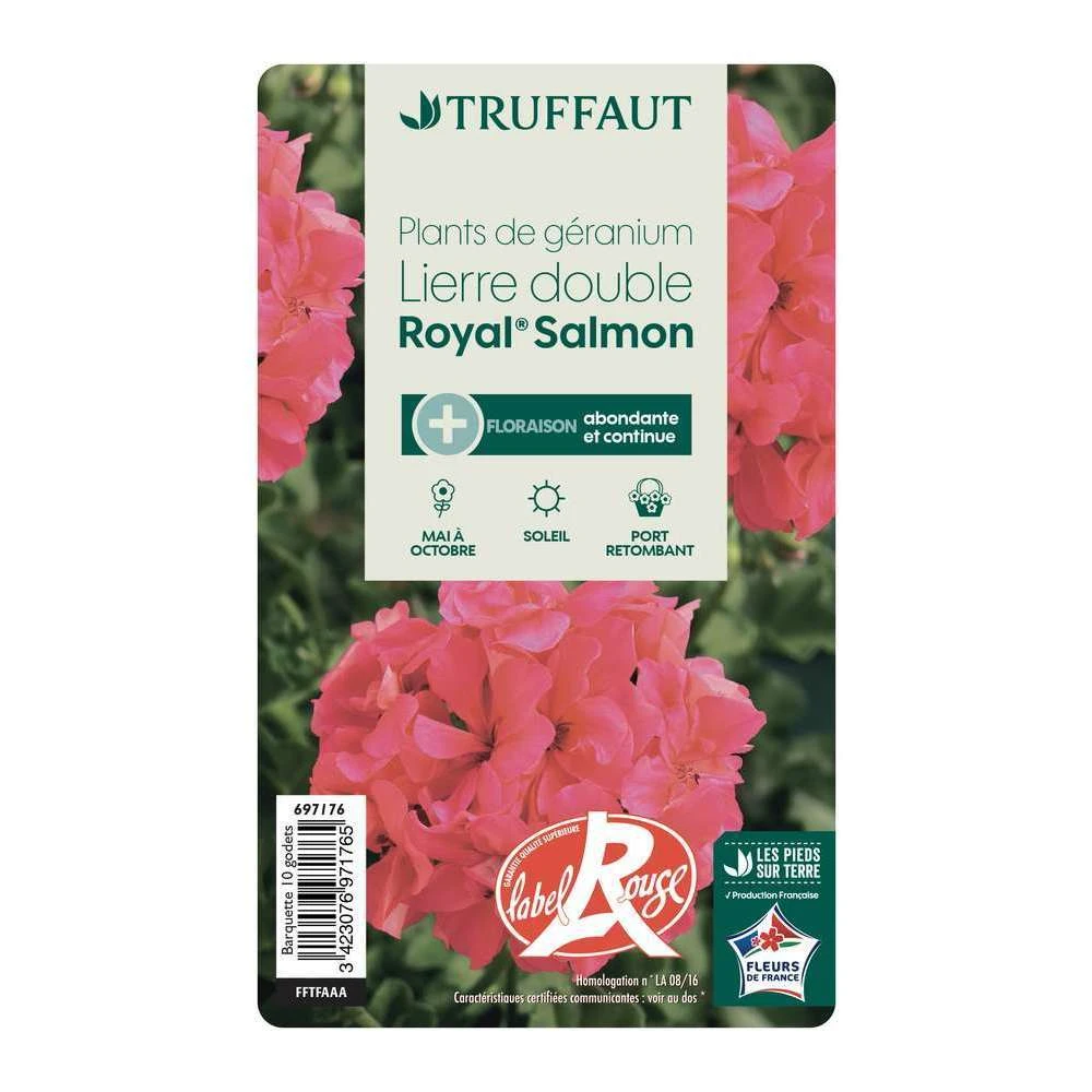 Géranium Lierre Double 'Royal® Salmon' Label Rouge : 10 Plants – Image 4