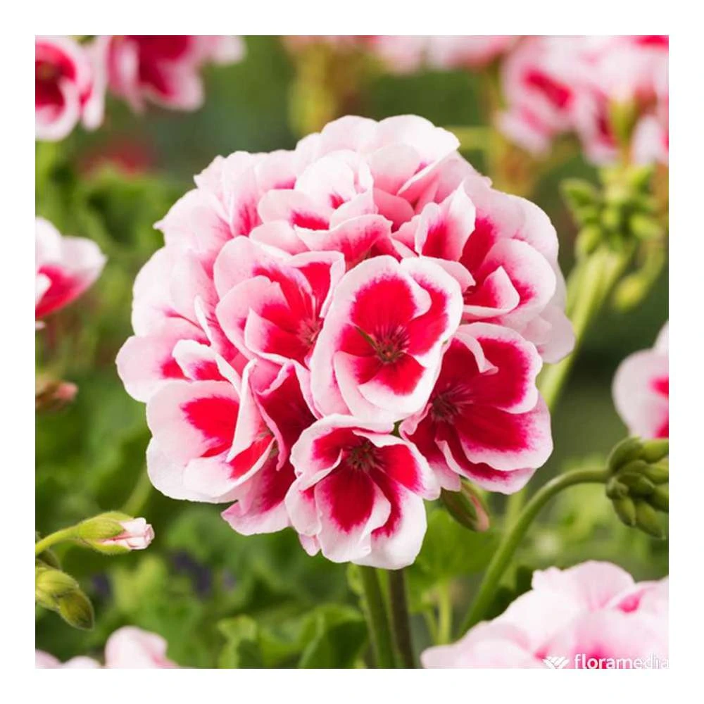 Géranium Zonale Americana® White Splash Improved'Label Rouge:10 Plants – Image 3