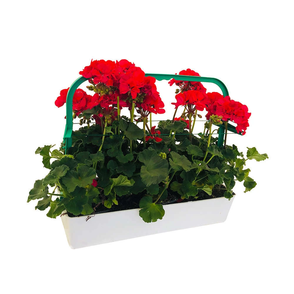 Géranium Zonale 'Tango® Neon Purple' Label Rouge : 10 Plants – Image 3