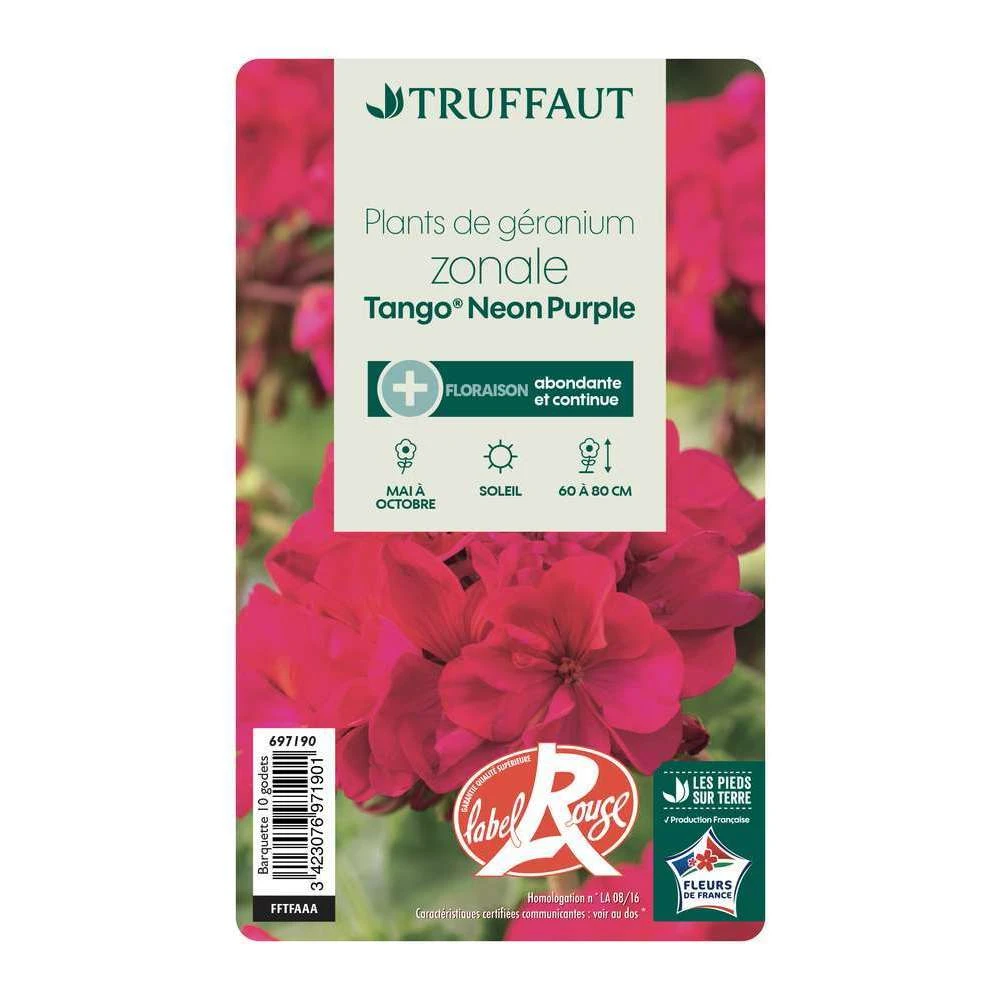Géranium Zonale 'Tango® Neon Purple' Label Rouge : 10 Plants – Image 4