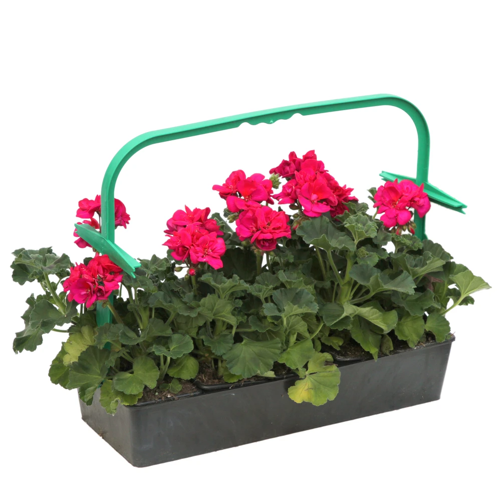 Géranium Zonale 'Tango® Neon Purple' Label Rouge : 10 Plants – Image 2