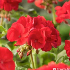 Géranium Zonale 'Compact Line Vulkan 09' Label Rouge : 10 Plants