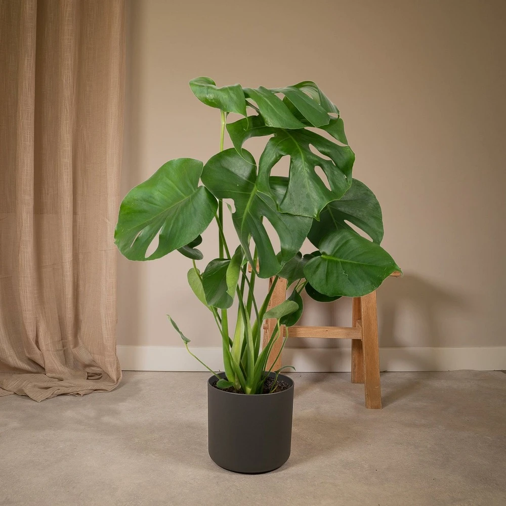 Monstera Deliciosa - H55cm, ø17cm - Plante D'intérieur – Image 2