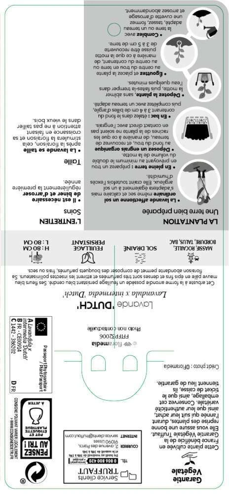 Lavande X Intermedia Dutch Lavander Pot 3L – Image 3