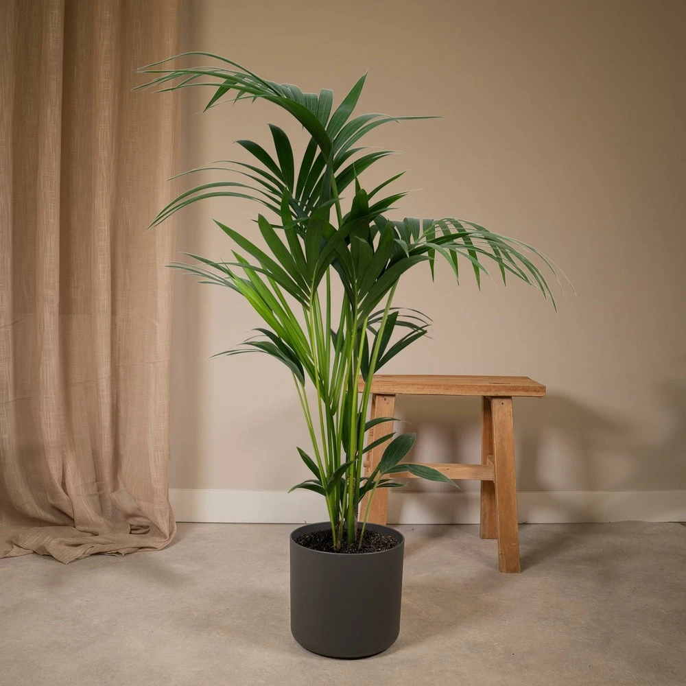Palmier Kentia Xl - H120cm, ø24cm - Très Grande Plante D'intérieur – Image 3