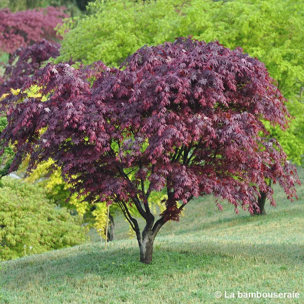 Acer Japonicum 'Palmatum Blood Good' C3L H.40/60cm – Image 3