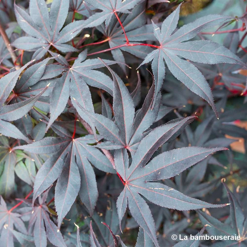 Acer Japonicum 'Palmatum Blood Good' C3L H.40/60cm – Image 4