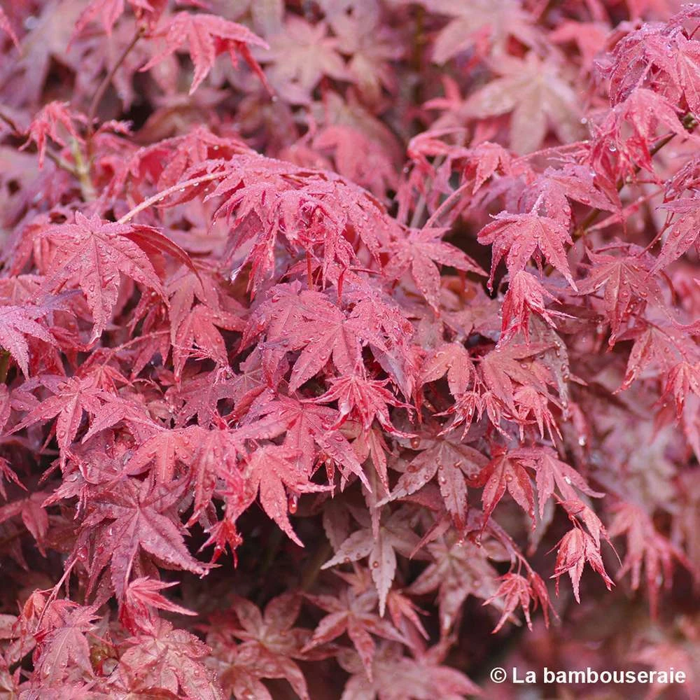 Acer Palmatum "Deshojo" C7L H.60/80cm – Image 3