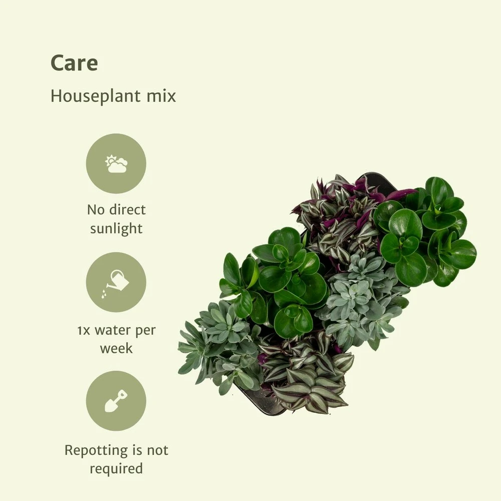 Box 3 Plantes D'intérieur - H20cm, ø12cm - Plantes D'intérieur – Image 5