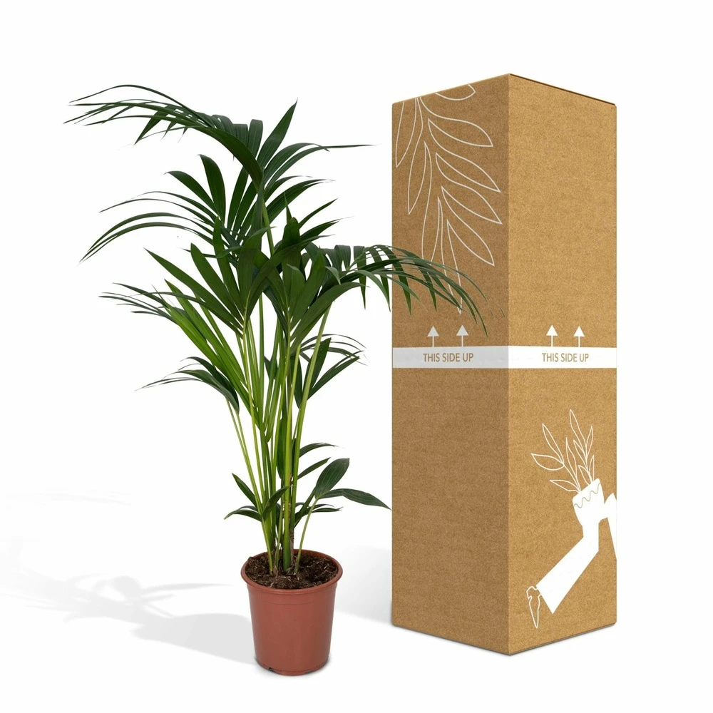 Palmier Kentia Xl - H120cm, ø24cm - Très Grande Plante D'intérieur – Image 4