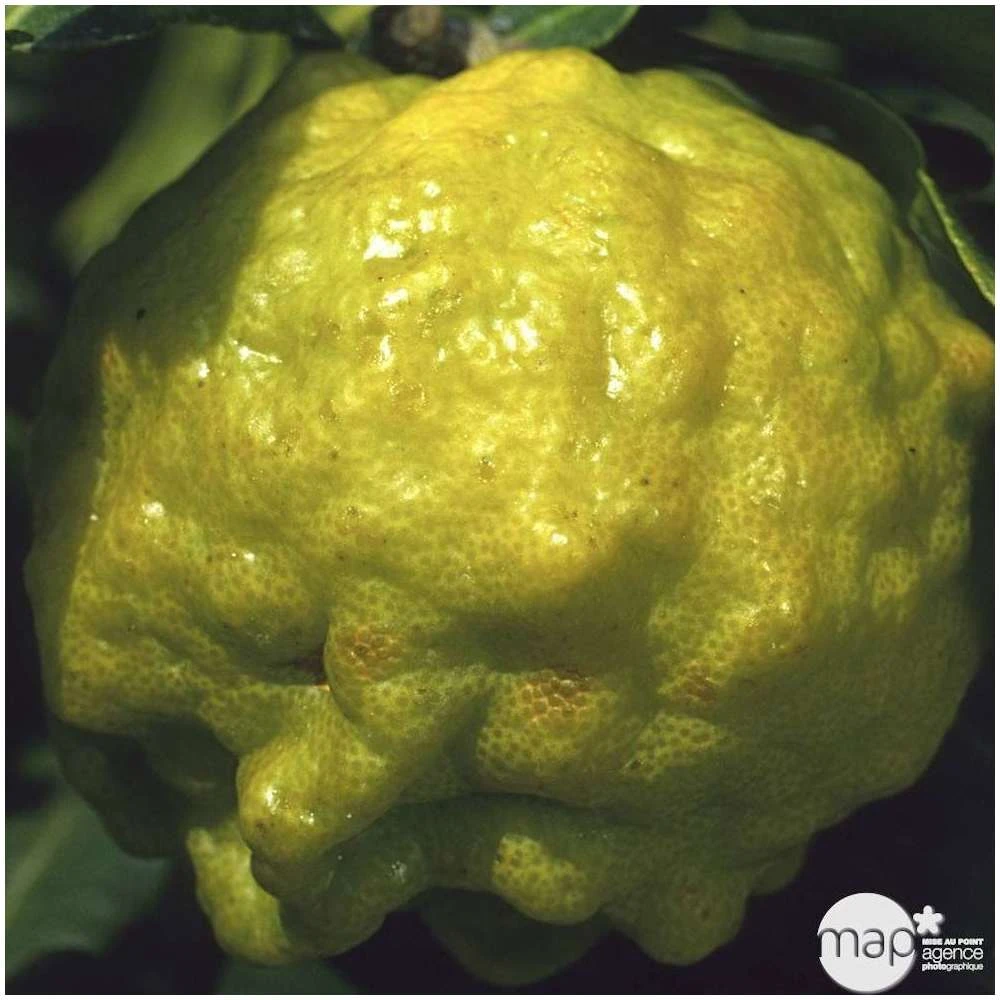 Combava H140/160cm : C35L – Image 2