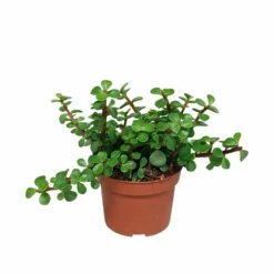 Portulacaria Afra - H25cm, ø10,5cm - Plante D'intérieur