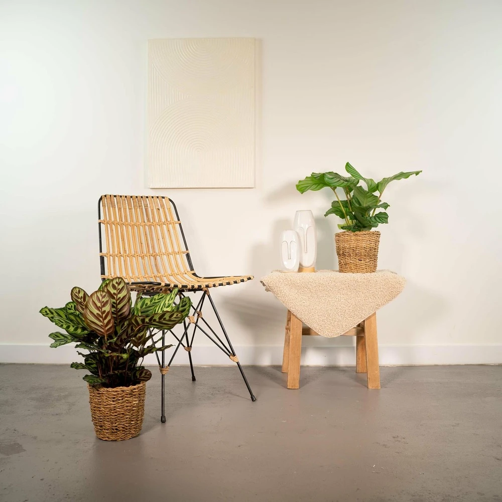 Calathea Makoyana, Calathea Orbifolia, Duo De Plantes - Plantes D'intérieur – Image 2