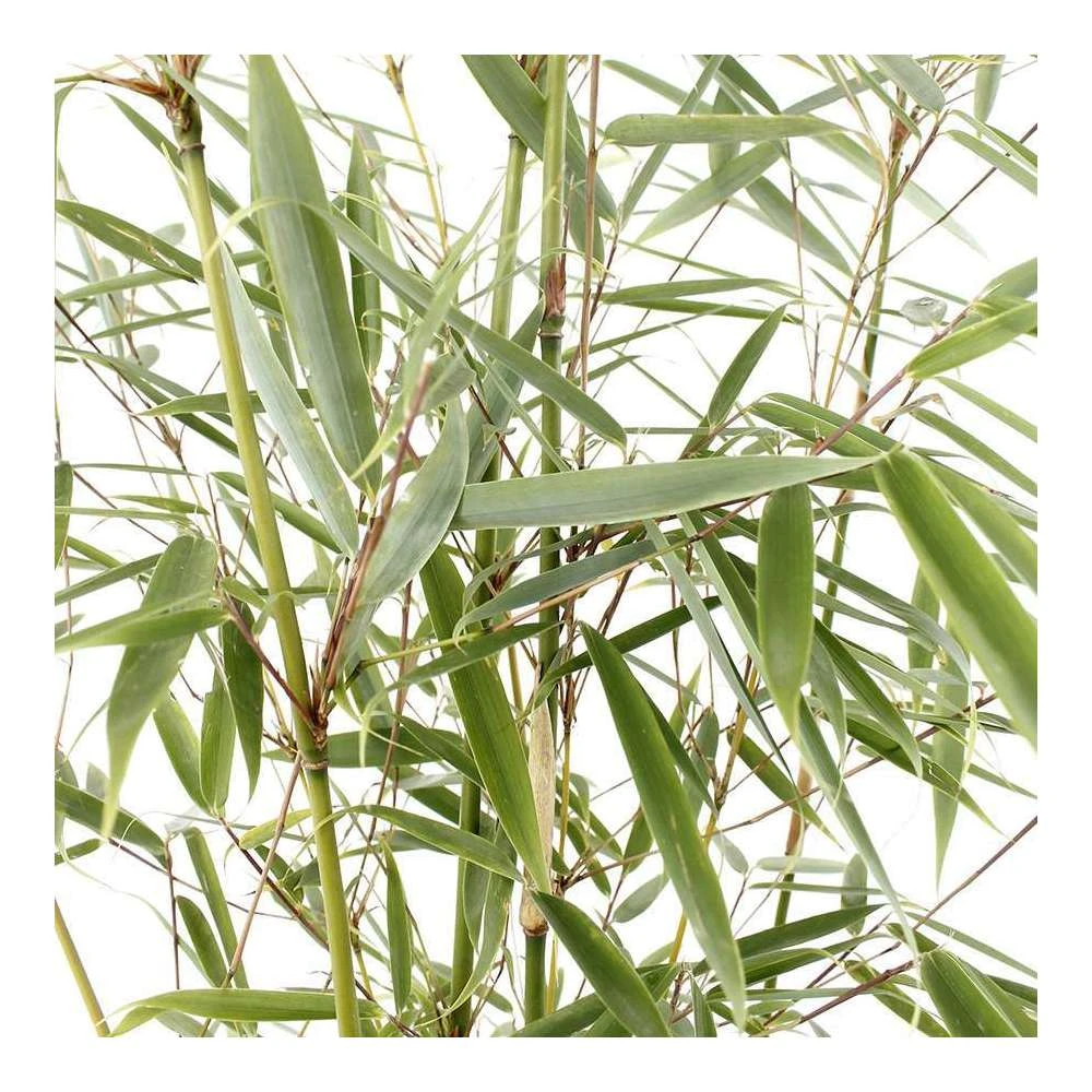 Bambou Non-traçant Fargesia Robusta 'Campbell': Pot De 12 Litres – Image 2