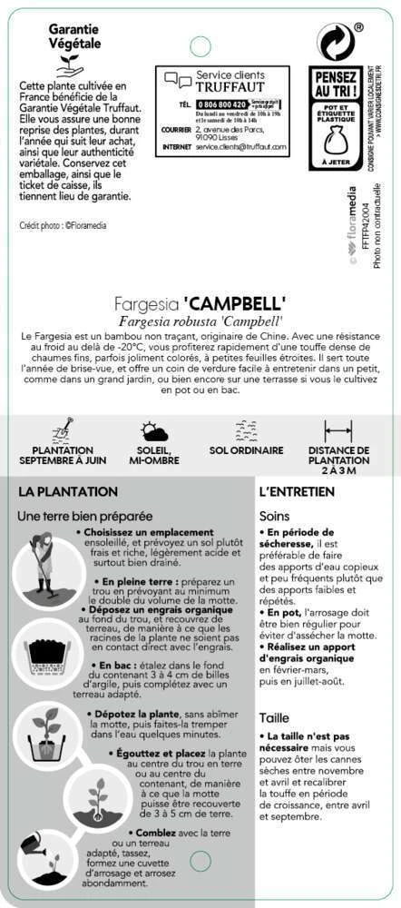 Bambou Non-traçant Fargesia Robusta 'Campbell': Pot De 12 Litres – Image 4