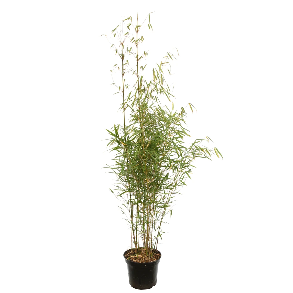 Bambou Non-traçant Fargesia Robusta 'Campbell': Pot De 12 Litres