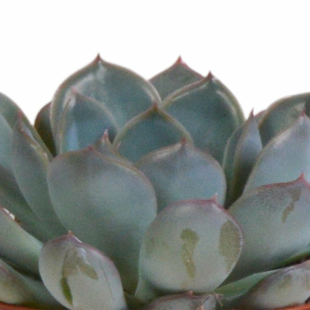Echeveria Et Leurs Caches-pots Terracotta, Box De 3 Plantes - H12cm, ø9,5cm - Plantes D'intérieur – Image 4