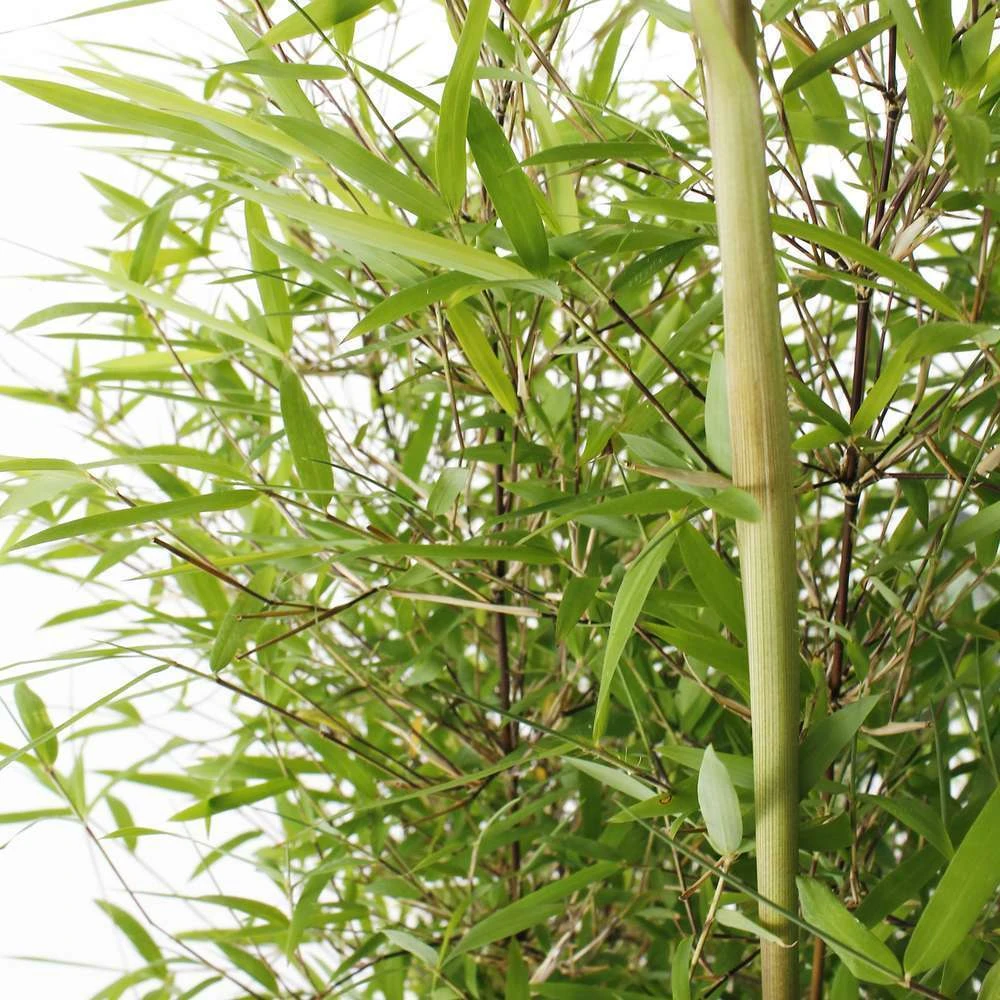 Bambou Non-traçant Fargesia Angustissima: Pot De 5 Litres – Image 3
