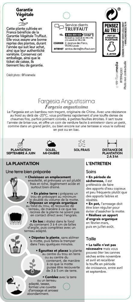Bambou Non-traçant Fargesia Angustissima: Pot De 5 Litres – Image 5